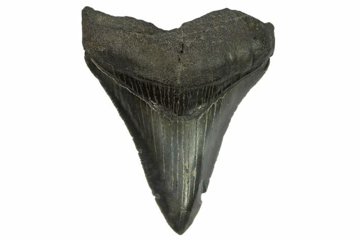 Serrated, Fossil Megalodon Tooth #125329